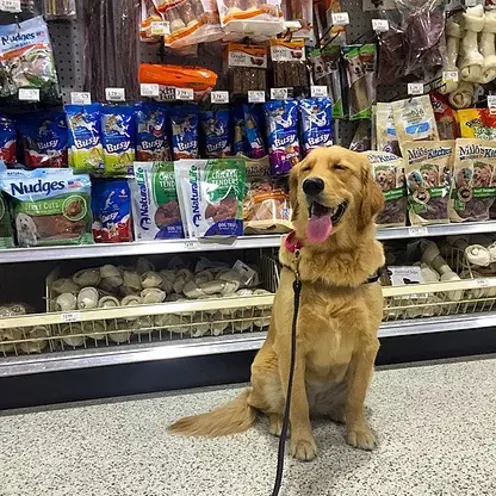 Dog sitting in front of treats